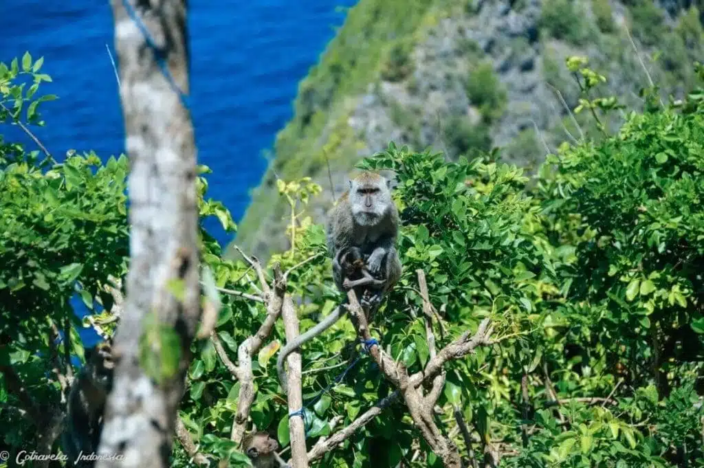 Monkey in Kelingking Beach
